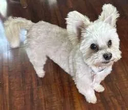 An adult small-sized male White / Cream West Highland White Terrier / Westie dog named Butters for adoption in Sudbury, MA
