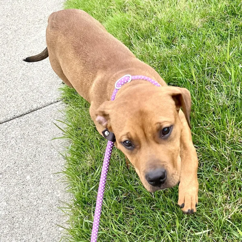 Ivy Needs A Forever thumbnail 2