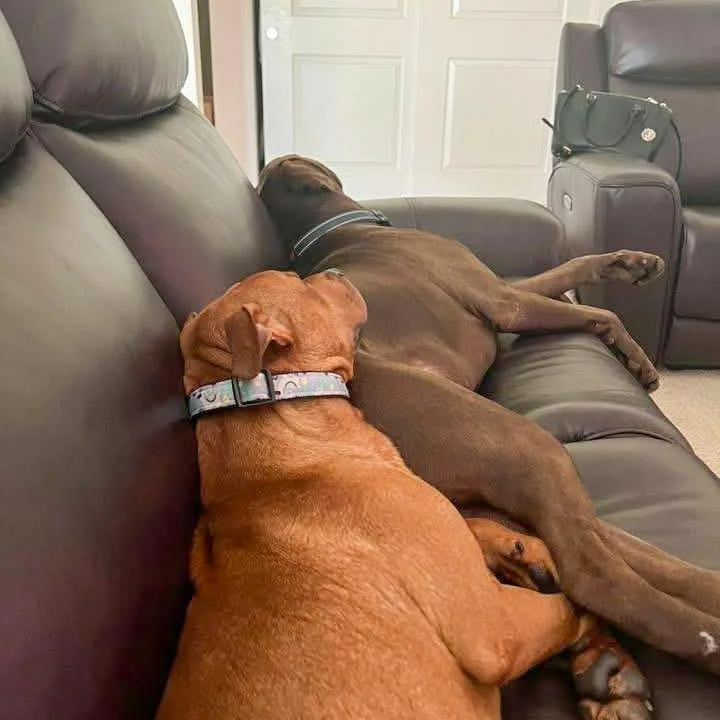 Ivy Needs A Forever thumbnail 3