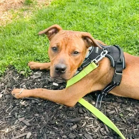 Ivy Needs A Forever thumbnail 4