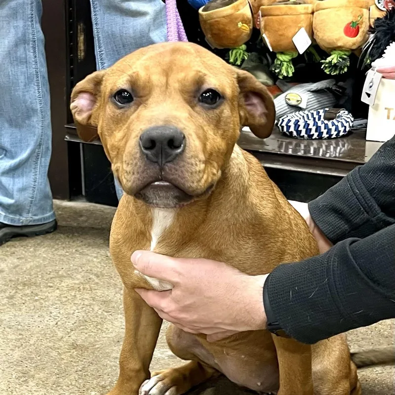 Ivy Needs A Forever thumbnail 5