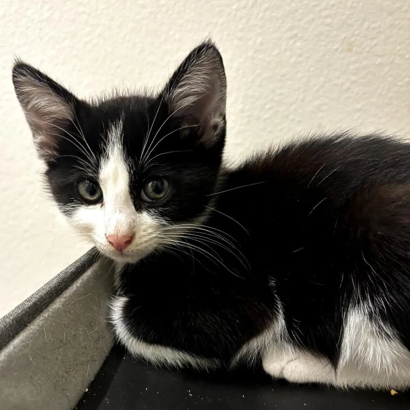 A baby small-sized male Black American Shorthair cat named Rocky for adoption in Long Beach, CA