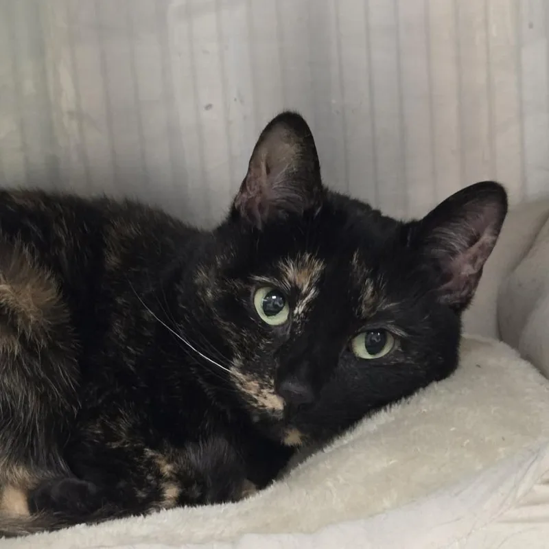 Tallulah thumbnail 2