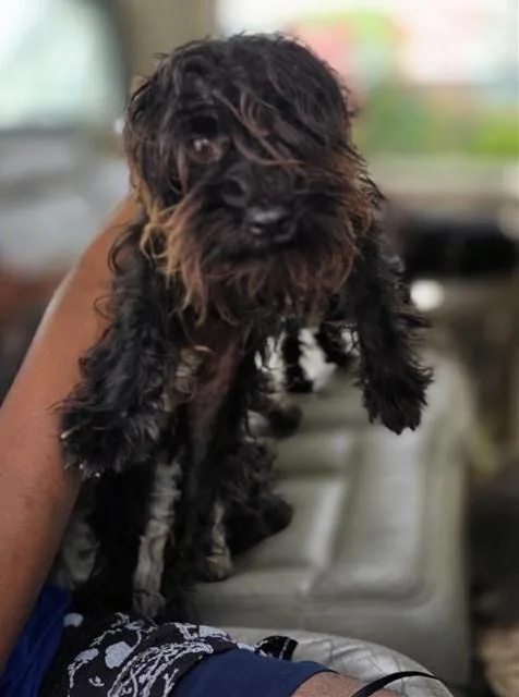 A young small-sized male Terrier dog named Danton for adoption in San Antonio, TX