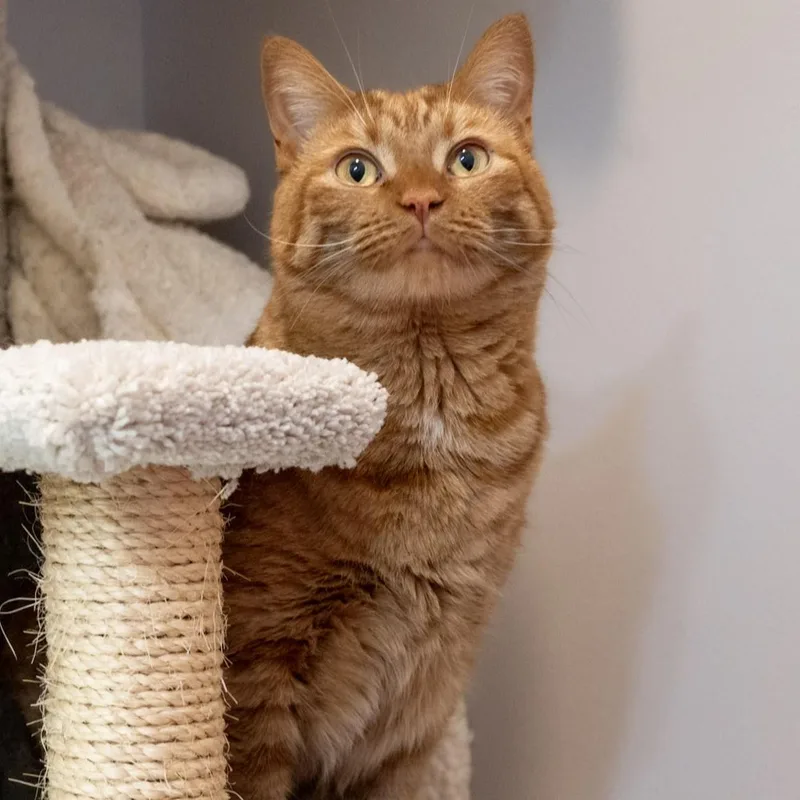 An adult large-sized male Tabby (Orange / Red) Domestic Short Hair cat named Carrot for adoption in Victor, NY