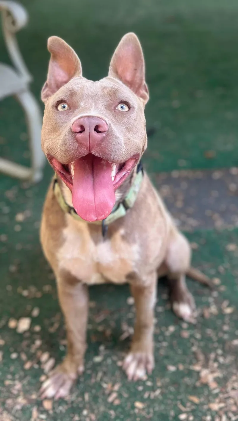 An adult large-sized female Pit Bull Terrier dog named Lulu for adoption in Clarkesville, GA