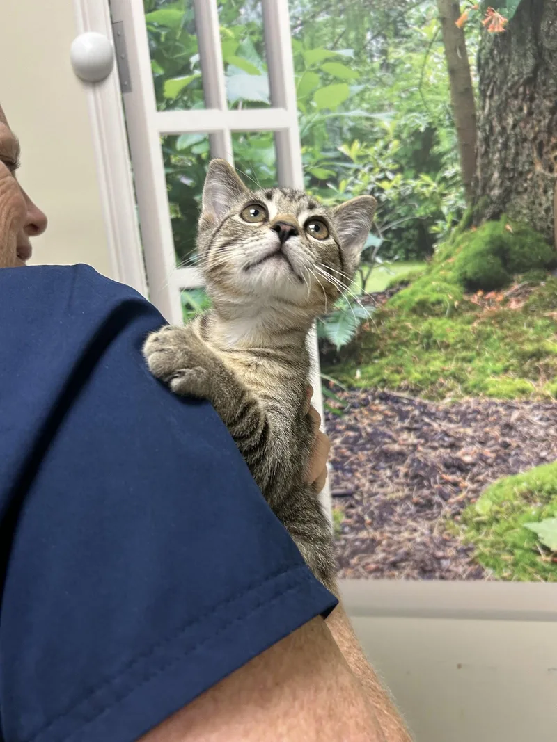 A young medium-sized male Domestic Short Hair cat named Yoshi for adoption in Lancaster, PA