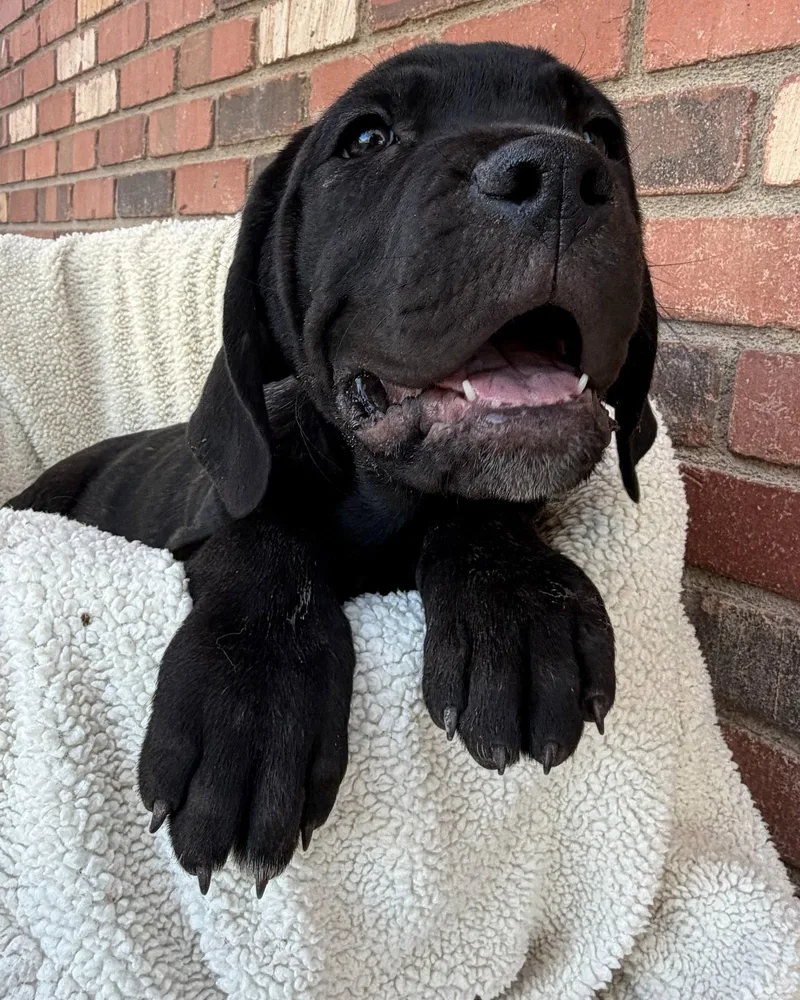 A young medium-sized male Cane Corso dog named Billy Joel for adoption in Glendale, AZ