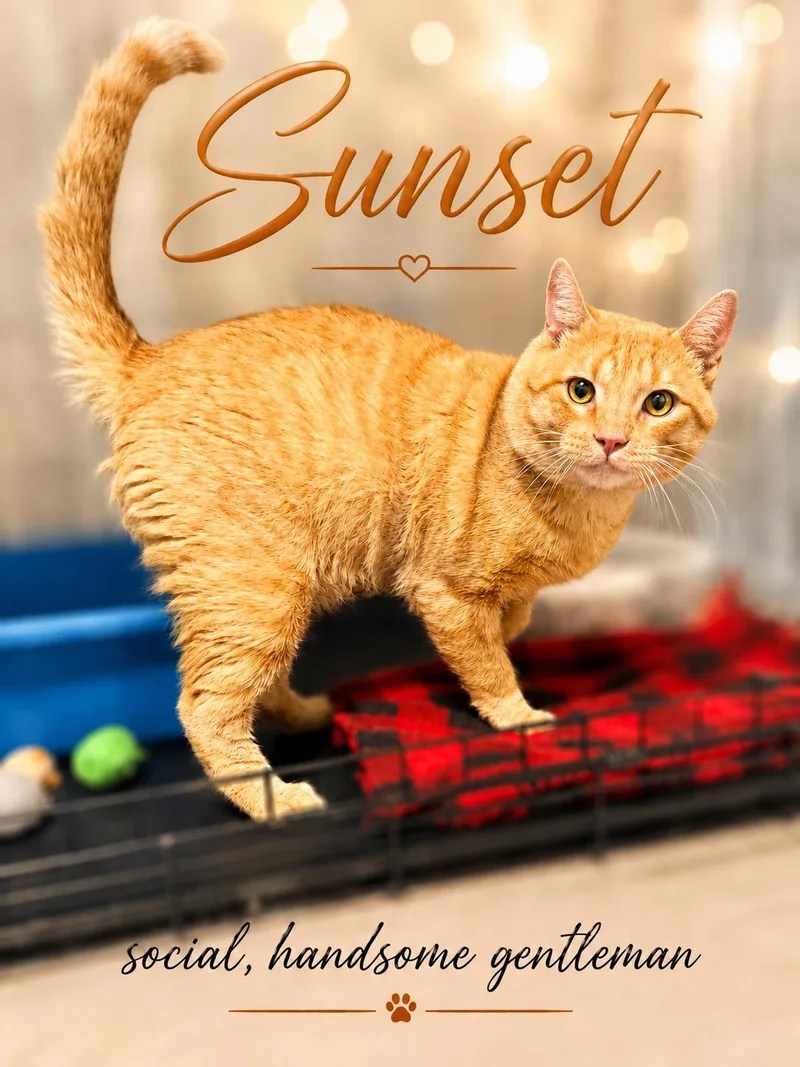 An adult medium-sized male Tabby cat named Sunset for adoption in Greenville, DE