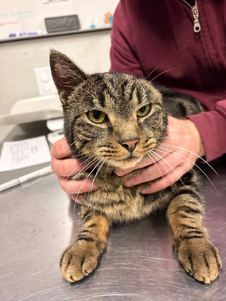 An adult medium-sized male Domestic Short Hair cat named Jigsaw for adoption in Fall River, MA