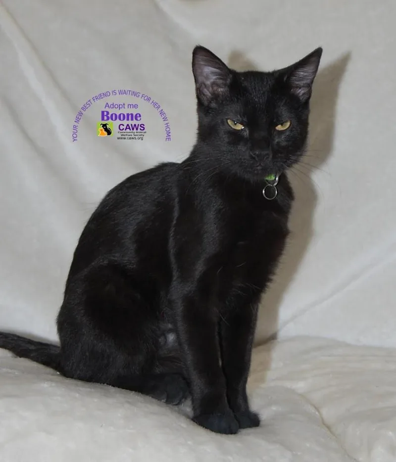 A baby medium-sized female Domestic Short Hair cat named Boone for adoption in Salt Lake City, UT