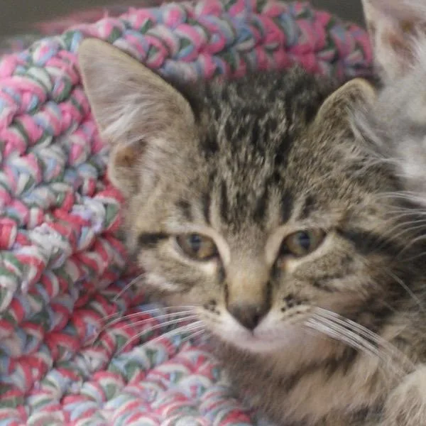 An adult medium-sized male Domestic Short Hair cat named Calvin for adoption in Des Moines, IA