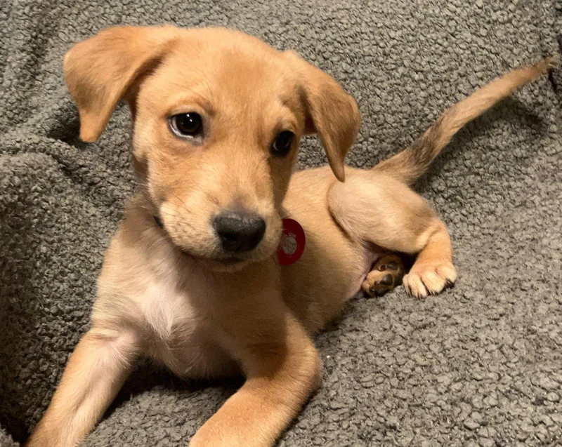A baby large-sized male Labrador Retriever dog named Jackson for adoption in Nashville, TN