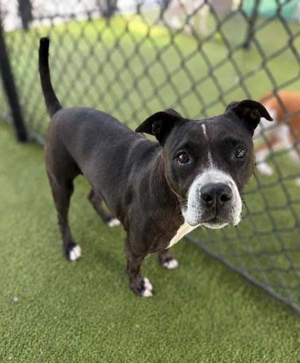 A senior large-sized female Boxer dog named Bella for adoption in Lafayette, LA