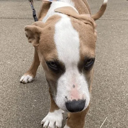 A baby medium-sized female Mixed Breed dog named Bella for adoption in Cincinnati, OH