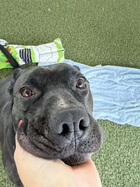 An adult large-sized female Pit Bull Terrier dog named Bombay for adoption in San Diego, CA