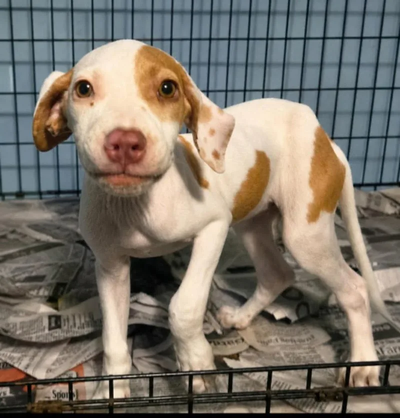 A baby medium-sized female Hound dog named Cheeze for adoption in El Dorado, AR