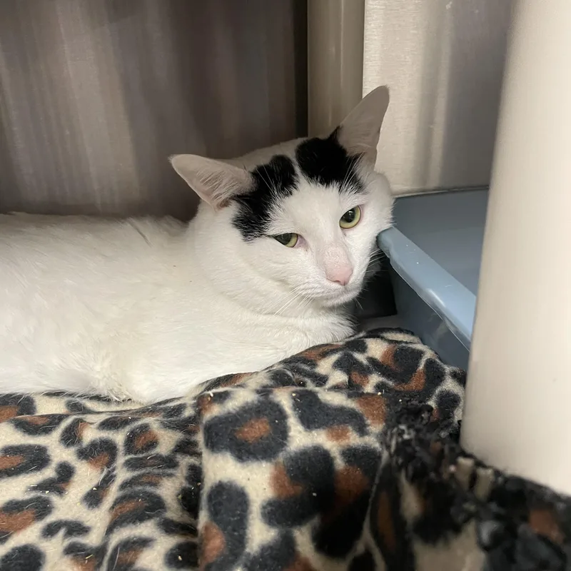 A young medium-sized male Gray & White American Shorthair cat named Mr. Peach for adoption in North Kingstown, RI
