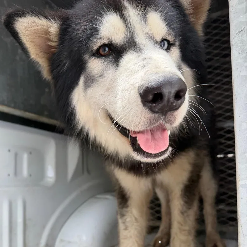 An adult large-sized male Black Husky dog named Dash for adoption in Edinburg, TX