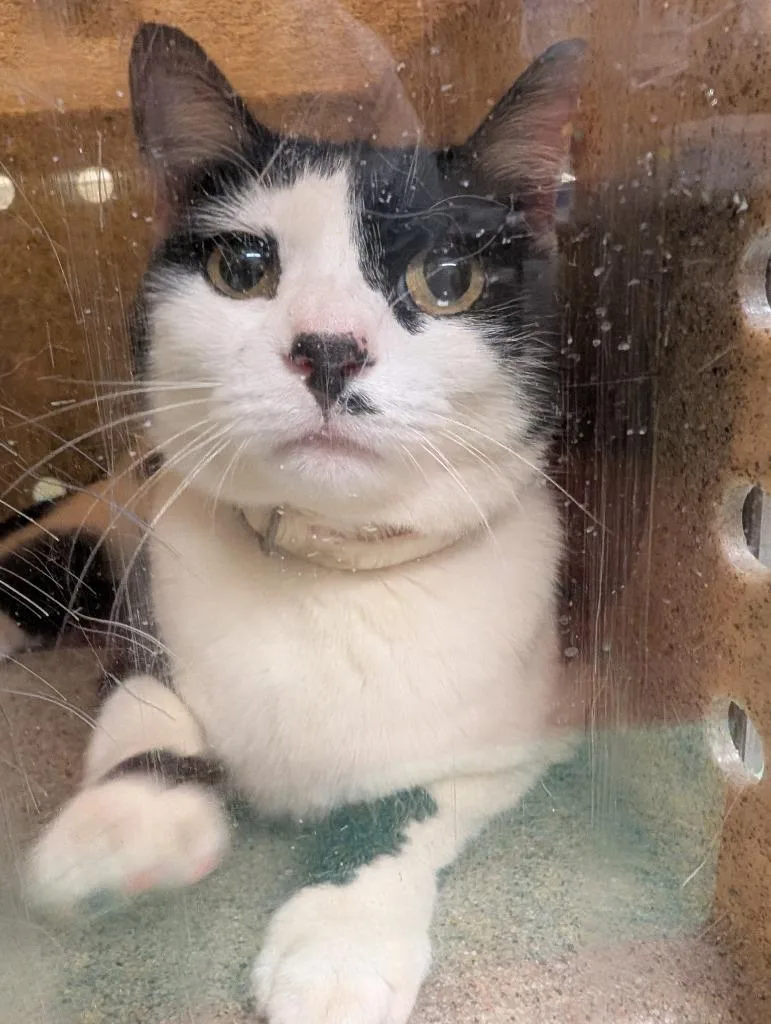 A young medium-sized female Domestic Short Hair cat named Olive Oil for adoption in Douglasville, GA