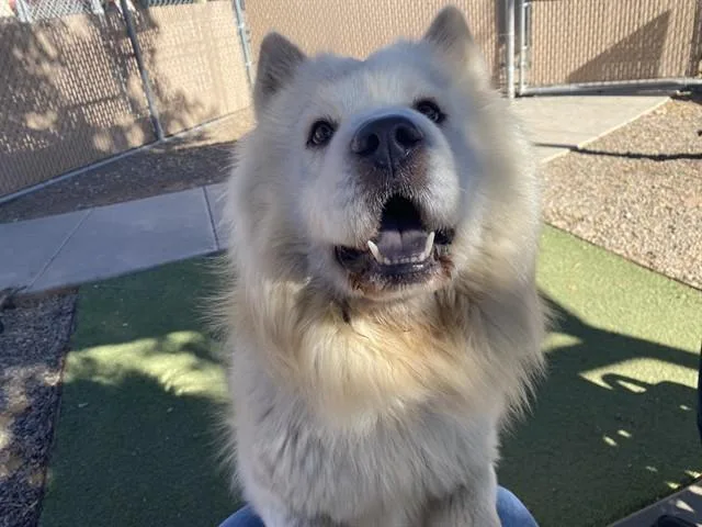 An adult large-sized male Chow Chow dog named Chewy for adoption in Mesa, AZ