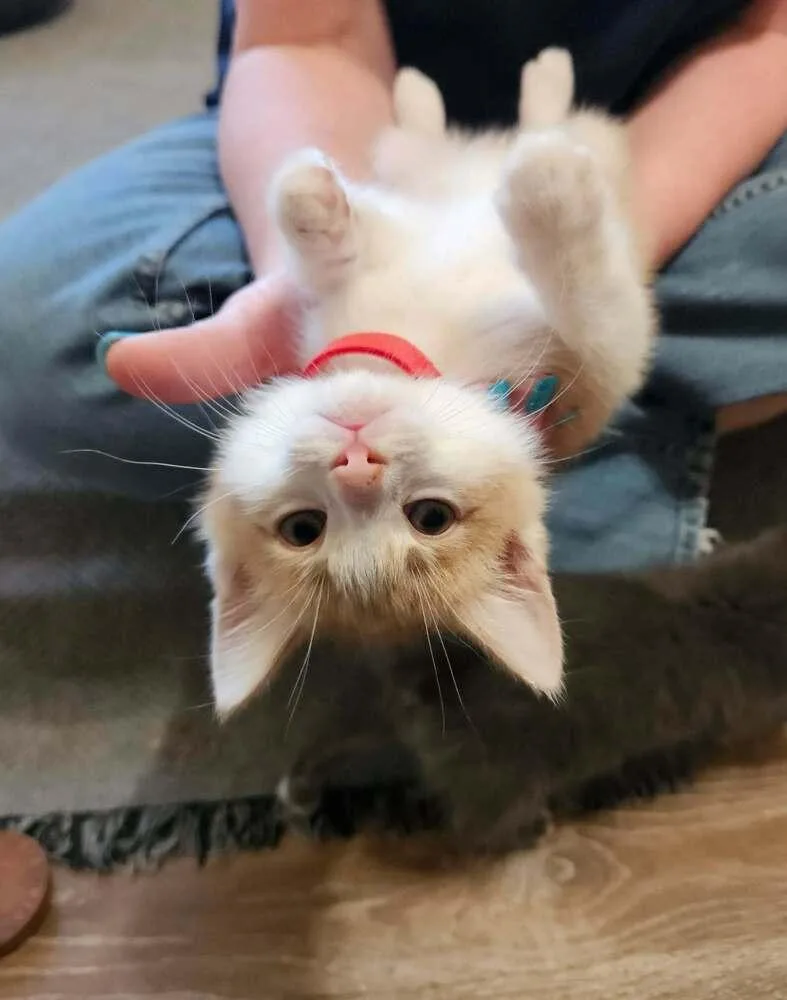 A baby medium-sized male Domestic Short Hair cat named Preston for adoption in China Township, MI