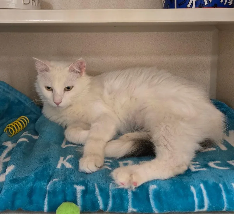 An adult medium-sized female Domestic Medium Hair cat named Blanche for adoption in New Rochelle, NY