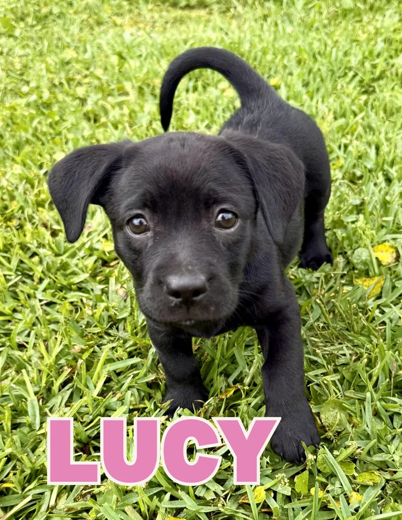 Lucy