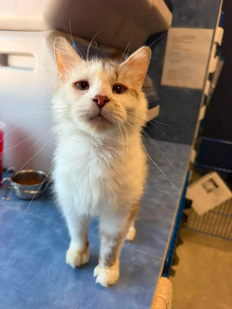 An adult medium-sized female White Snowshoe cat named Aurora for adoption in Clinton, IL