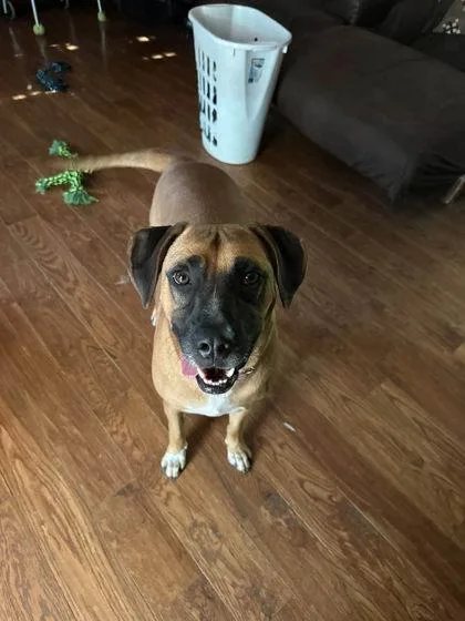 An adult medium-sized male Hound dog named Jace for adoption in Clinton, MO