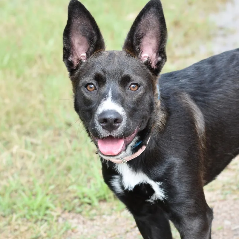 A baby medium-sized female Black Pit Bull Terrier dog named Kylie for adoption in Mooresville, NC
