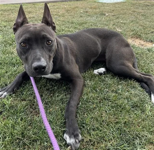 Delilah