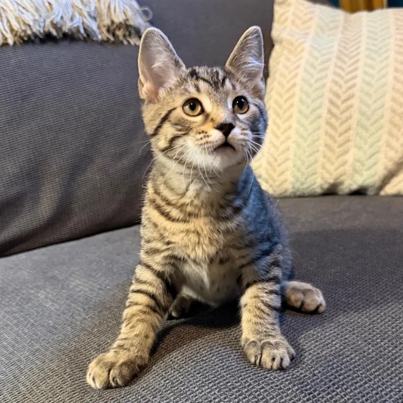 A baby small-sized male Brown / Chocolate Domestic Short Hair cat named Dennis the Menace for adoption in Gibsonia, PA