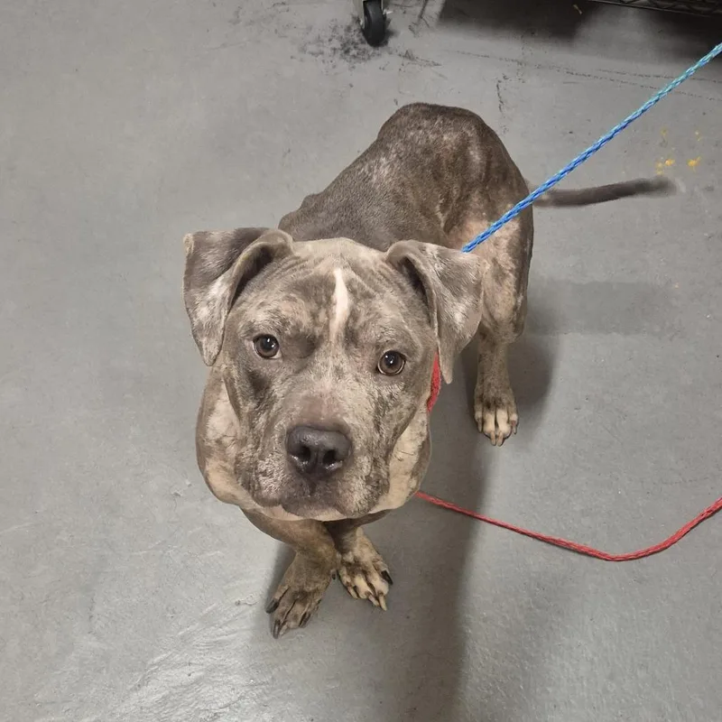 An adult medium-sized male Pit Bull Terrier dog named Brady for adoption in Tacoma, WA