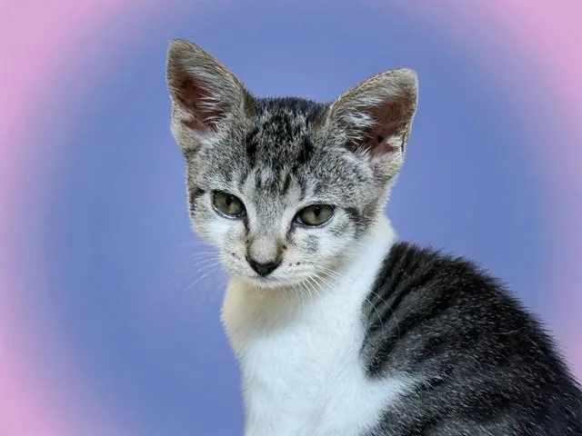 A baby medium-sized female Domestic Short Hair cat named Rae for adoption in Fort Lauderdale, FL