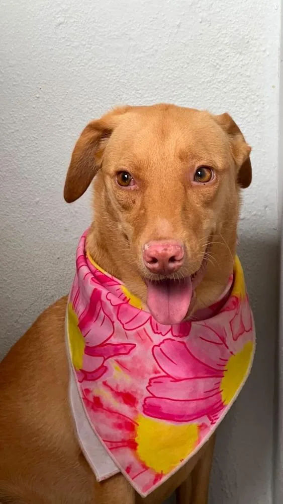 An adult large-sized female Mixed Breed dog named Trixie for adoption in Naranjito, PR