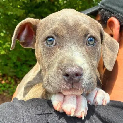 A baby small-sized female Pit Bull Terrier dog named Tia for adoption in Gastonia, NC