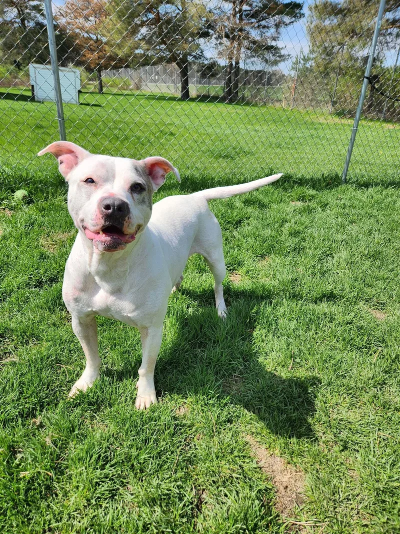 An adult large-sized female Dogo Argentino dog named Zena for adoption in Caro, MI