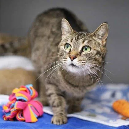 An adult small-sized female Brown / Chocolate Domestic Short Hair cat named Gwenavire for adoption in Atlanta, GA