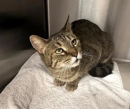 Gwenavire thumbnail 2