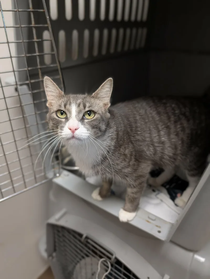An adult medium-sized female Tabby (Gray / Blue / Silver) Domestic Short Hair cat named Popcorn for adoption in Chambersburg, PA