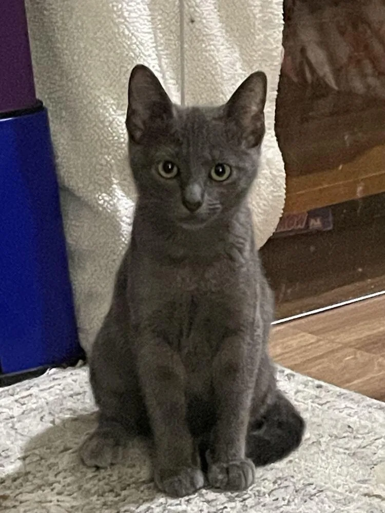 A baby medium-sized female Gray / Blue / Silver Domestic Short Hair cat named Bobbin for adoption in Milltown, NJ