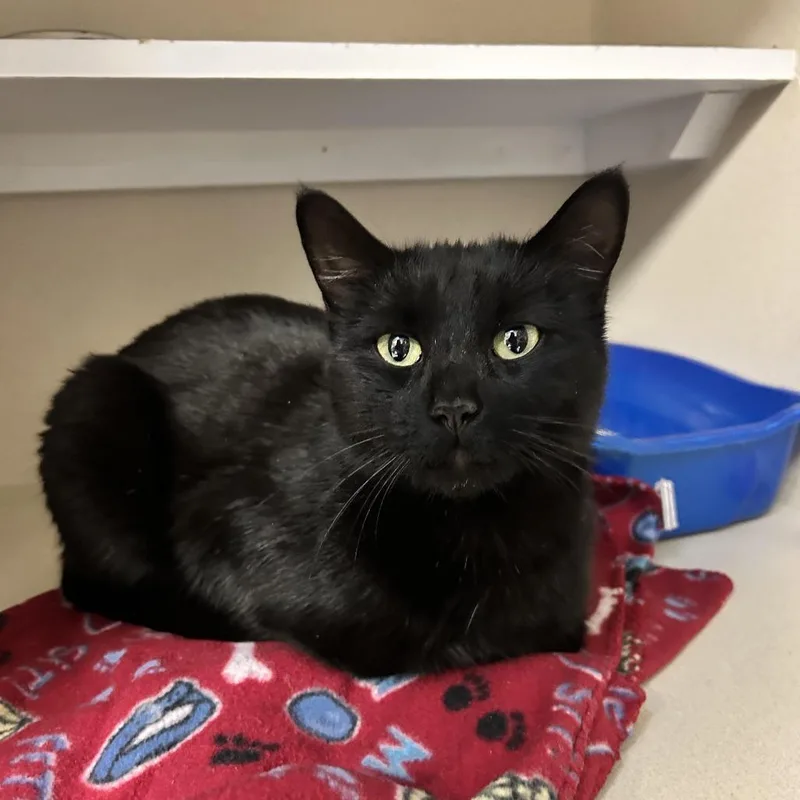 A young medium-sized female Black Domestic Short Hair cat named Philly Cheesesteak for adoption in Durango, CO