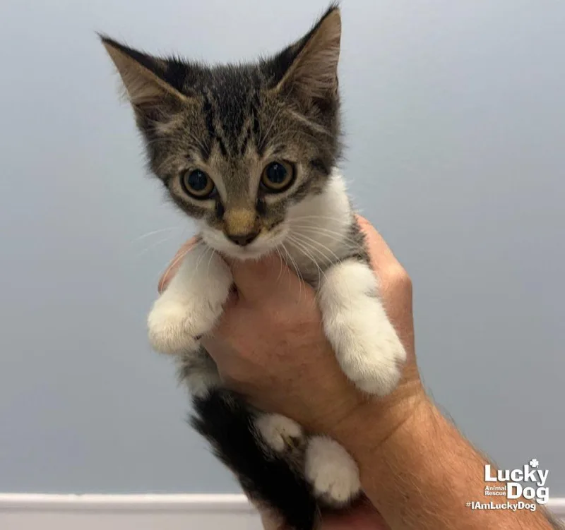A baby medium-sized female Domestic Short Hair cat named Garnet for adoption in Washington, DC