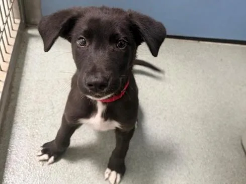 A baby large-sized male Black Labrador Retriever dog named Montana for adoption in San Clemente, CA
