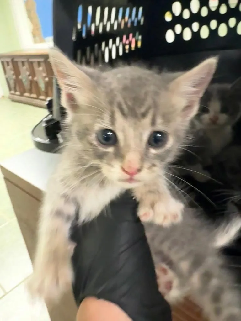 A baby small-sized female Domestic Short Hair cat named Hiss for adoption in Ada, OK