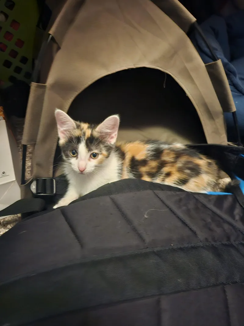 A baby medium-sized female Calico Domestic Short Hair cat named Gidget for adoption in Crown Point, IN