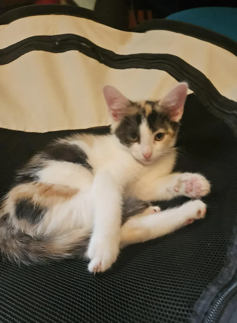 Gidget thumbnail 2