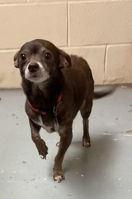 An adult small-sized female Chihuahua dog named Coco for adoption in Harlingen, TX