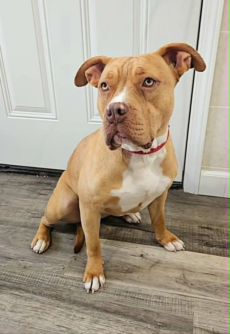 A young medium-sized female Yellow / Tan / Blond / Fawn American Staffordshire Terrier dog named Cookie for adoption in Hoopeston, IL